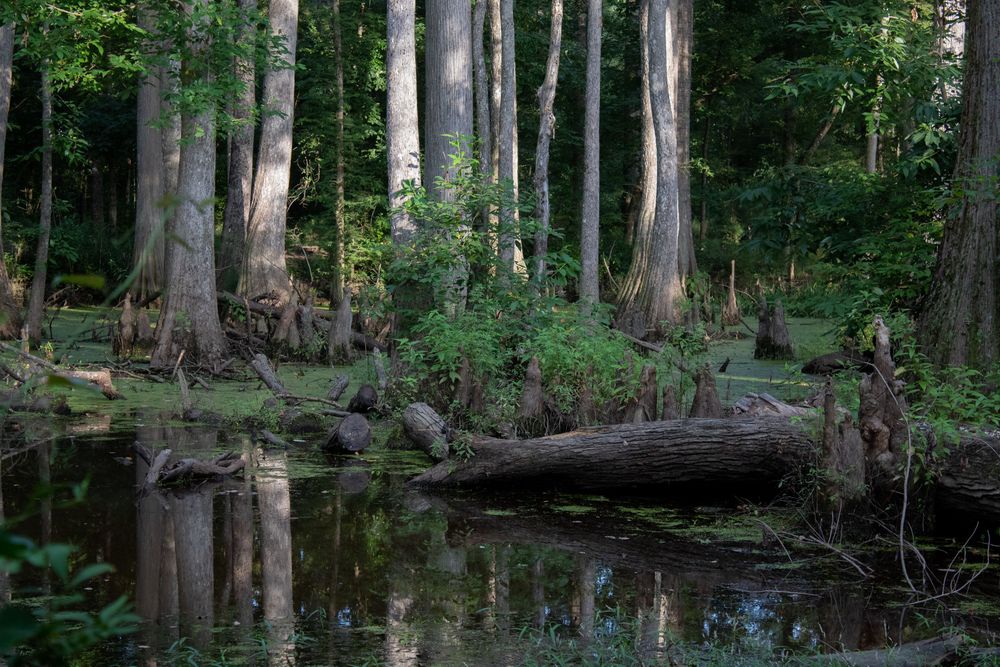Cypress trees reflected in a dark swamp with fallen logs and lush green foliage in a serene forest wetland.