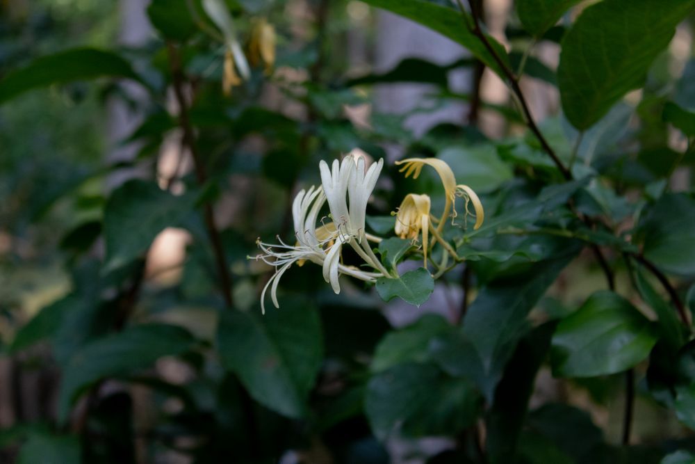 White honeysuckle flowers blooming among lush green leaves in a garden setting.