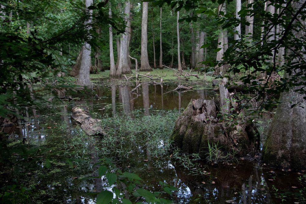 A dark, moody swamp forest with cypress trees, mossy stumps, and still reflective water surrounded by lush green foliage.