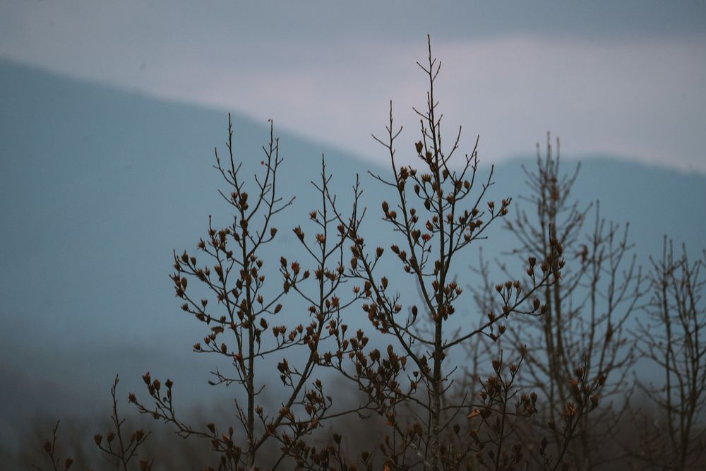 Bare tree branches with seed clusters against misty blue mountain backdrop at dusk.