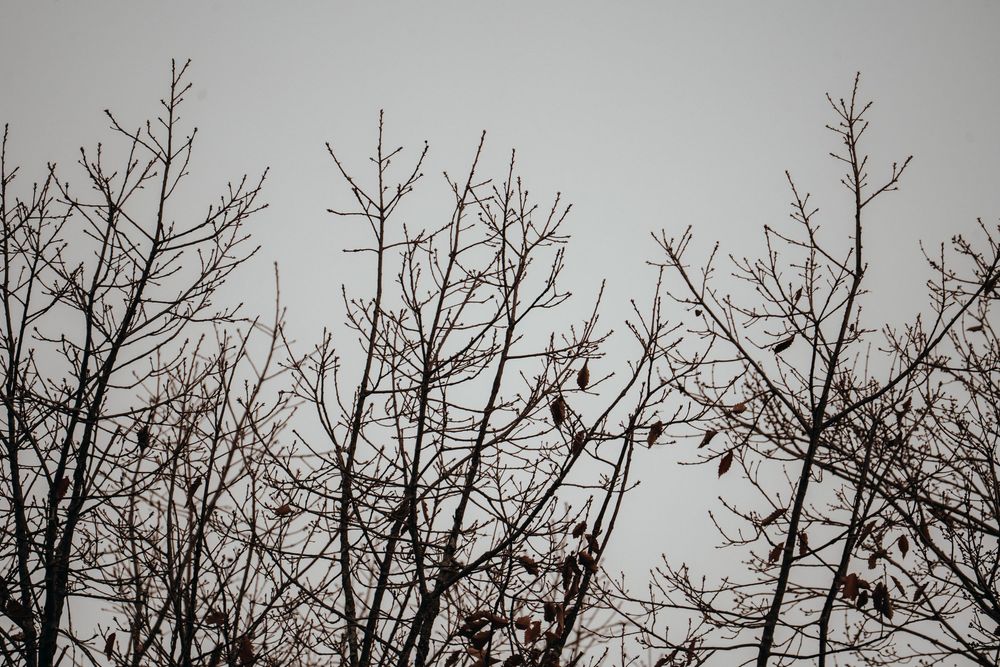 Bare winter tree branches silhouetted against a gray overcast sky with small buds visible.