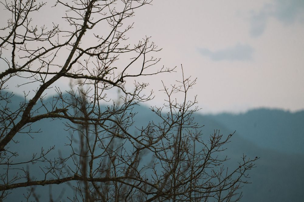 Leafless tree branches with tiny buds silhouetted against a cloudy blue mountain sky.