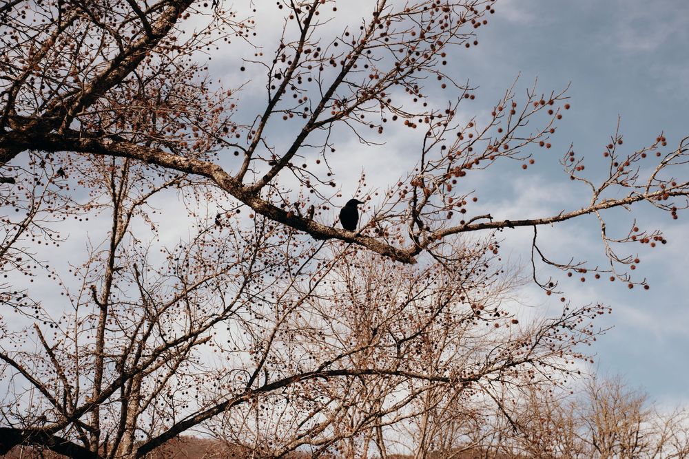 Black bird perched on bare tree branch with seed clusters against a partly cloudy sky.