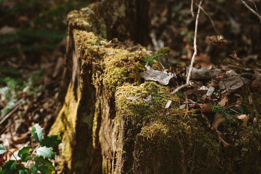 Moss-covered old stone wall in a forest with ivy and fallen leaves nearby.
