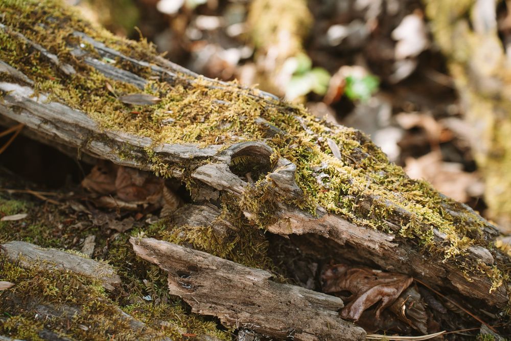 Close-up of moss-covered decaying log with fallen leaves on forest floor in sunlight.