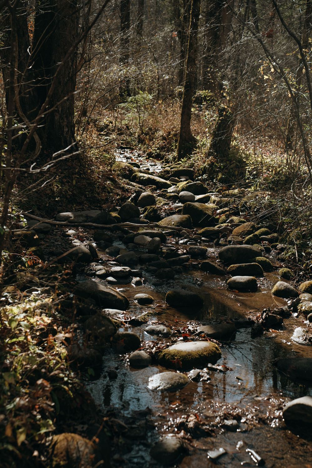 Rocky stream winding through a dark bare winter forest with moss-covered stones and reflections.