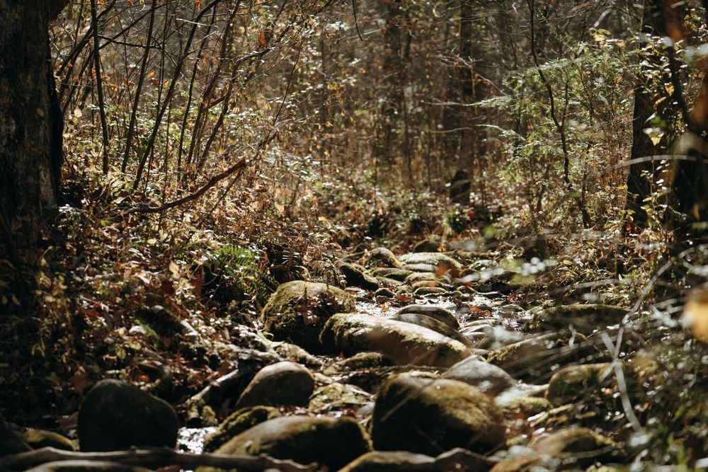 Rocky creek bed winds through an autumn forest with bare trees and fallen leaves.