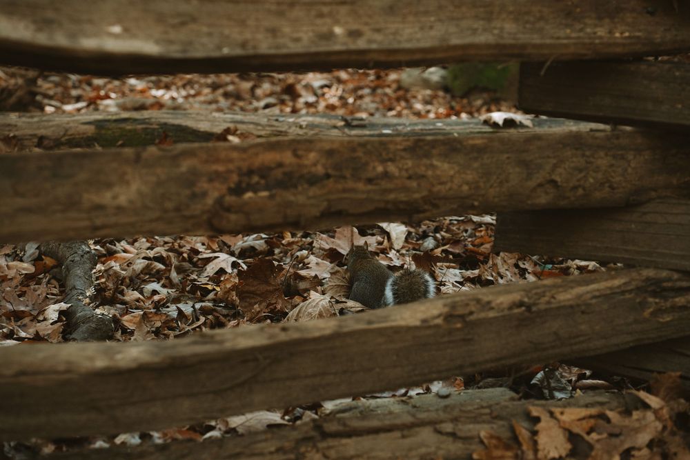 Weathered wooden logs stacked over scattered dry autumn leaves on a forest floor.