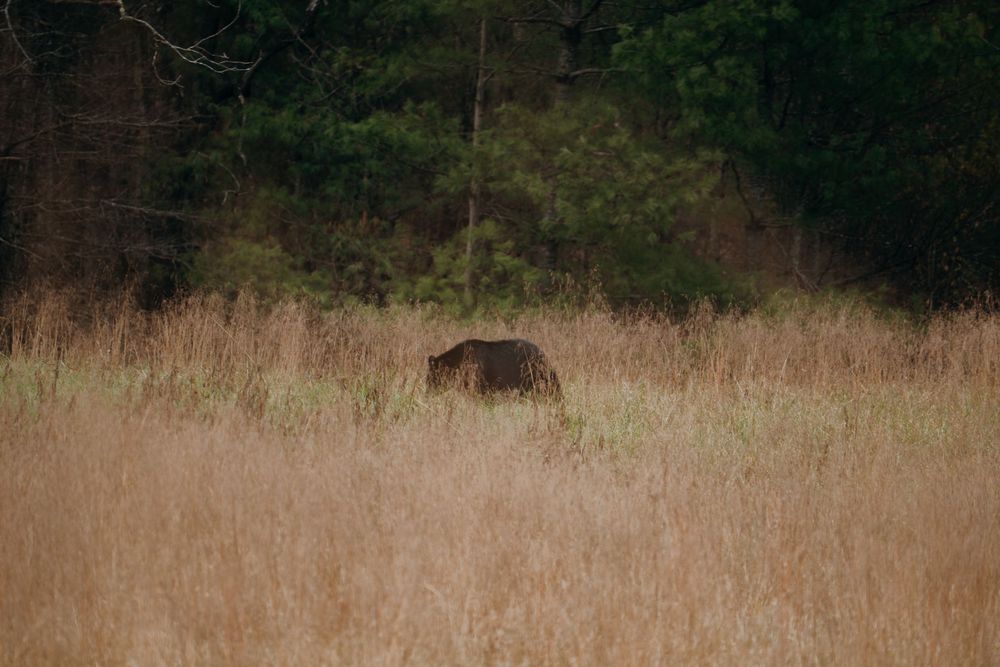 Wild black bear roams through tall golden grass meadow at the edge of forest.