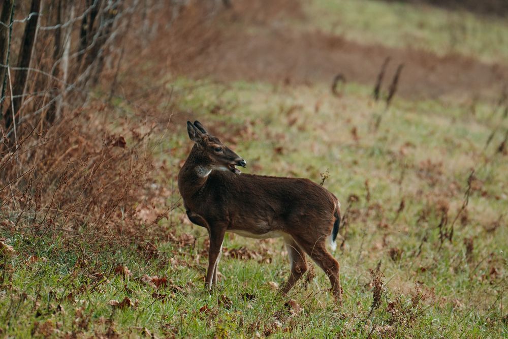 White-tailed deer stands alert in a grassy woodland clearing during autumn season.