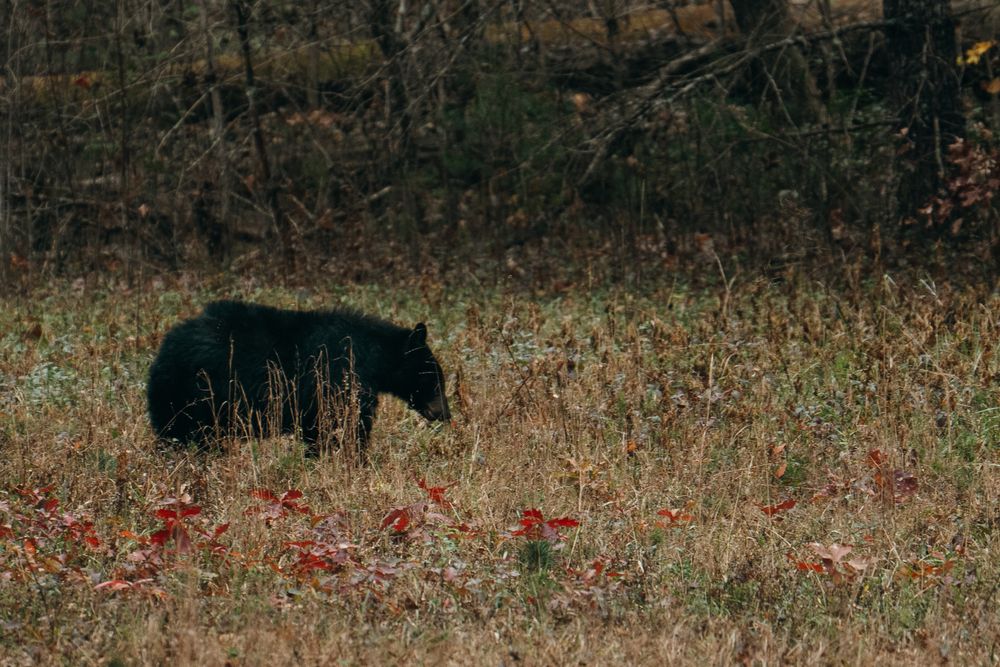 Wild black bear walks through a field of red autumn foliage near forest edge.