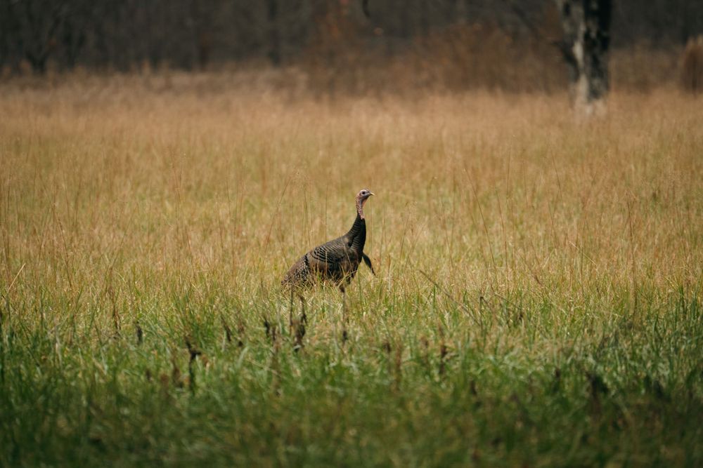 A wild turkey stands alert in a golden grass meadow surrounded by autumn landscape.