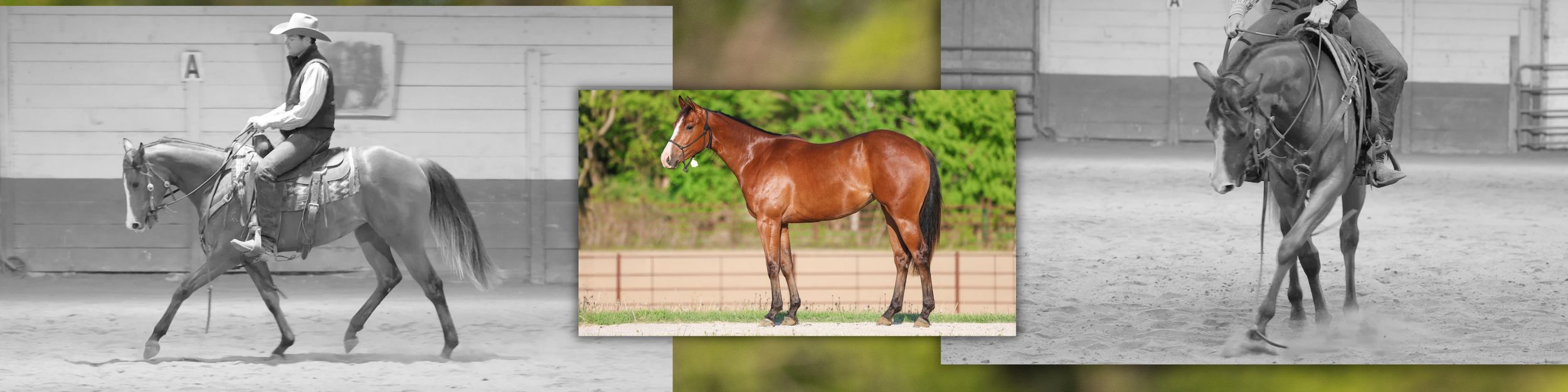A triptych of equestrian photos showing a rider on a gray horse, a chestnut horse standing alone, and a dark horse with rider.