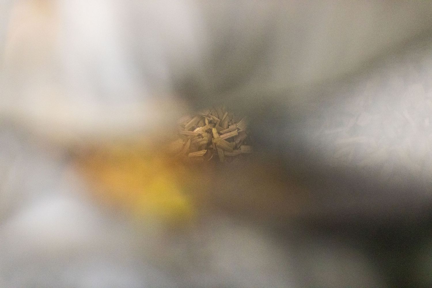 Close-up macro photo of a small brown spider resting on a soft-focus white flower petal.
