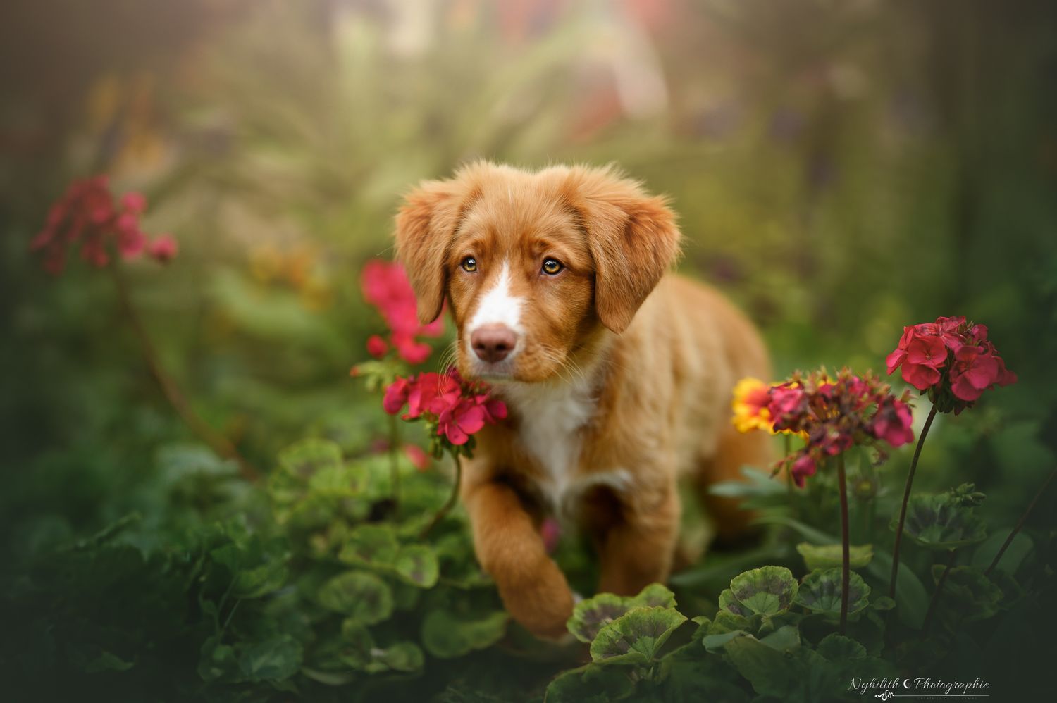 Séance photo d'un chiot dans les fleurs à Bar le Duc en Meuse proche de Verdun Photographe en Meuse Photographe Verdun et Bar le Duc
