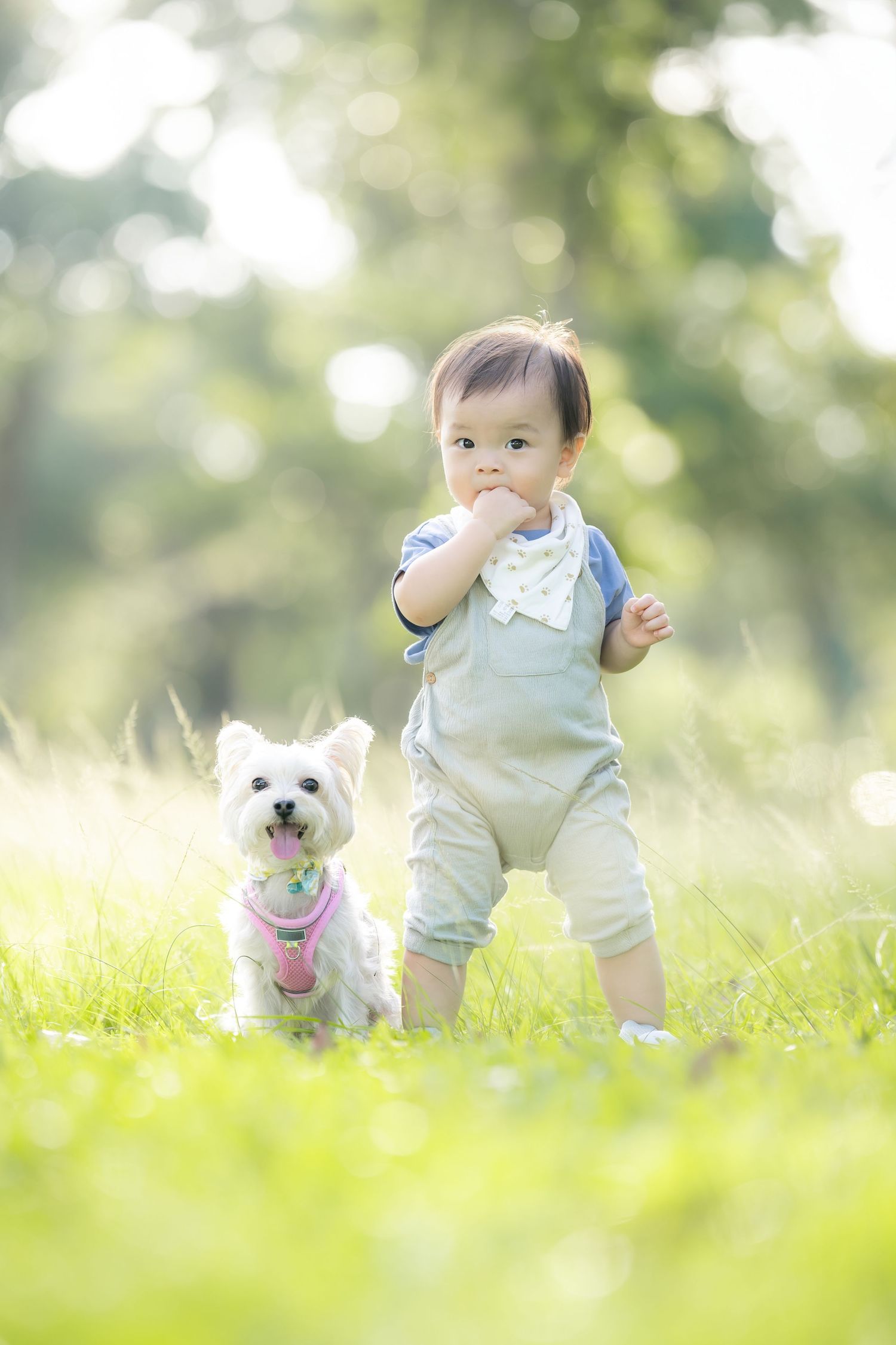 Small white dog and toddler standing together in sunny grassy field.