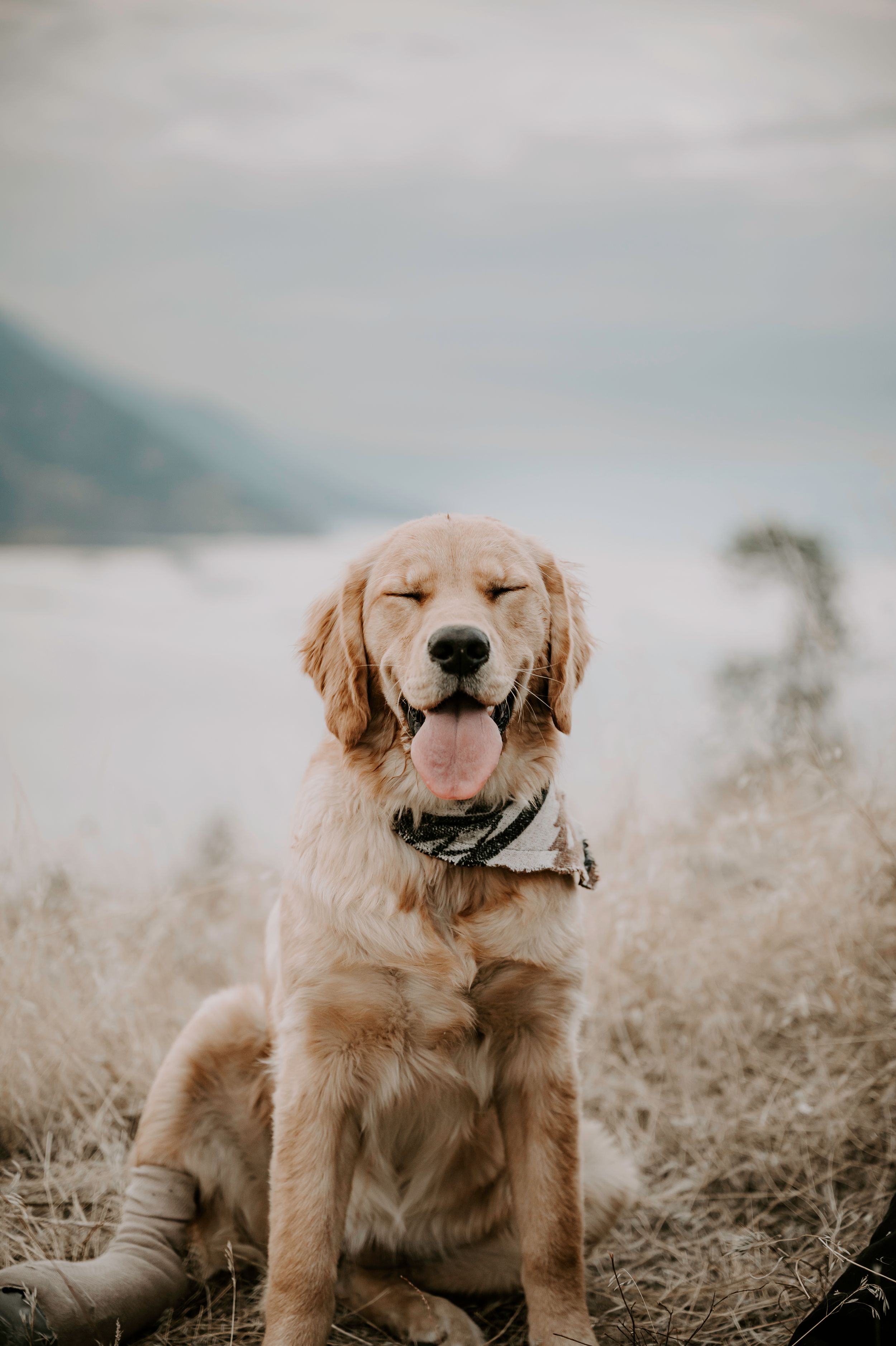 Happy golden retriever dog sitting in dry grass with mountains and cloudy sky in background.