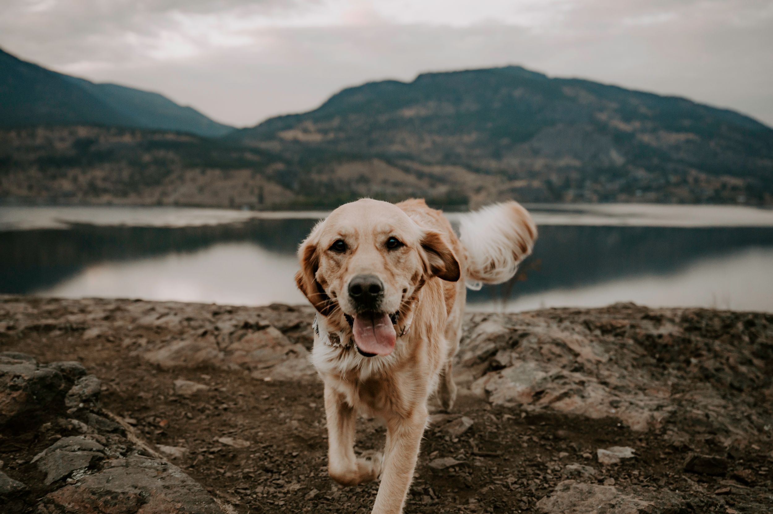 Golden retriever dog stands on rocky terrain overlooking a serene mountain lake on a cloudy day.