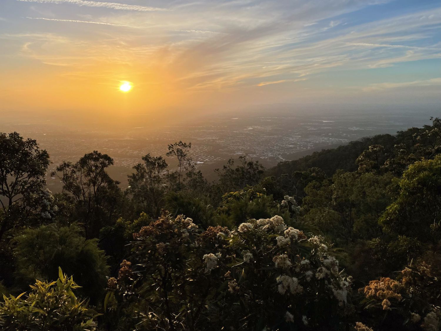 Golden sunset over with wildflowers in the foreground and misty hills stretching to the horizon Mount Archer National Park in Rockhampton