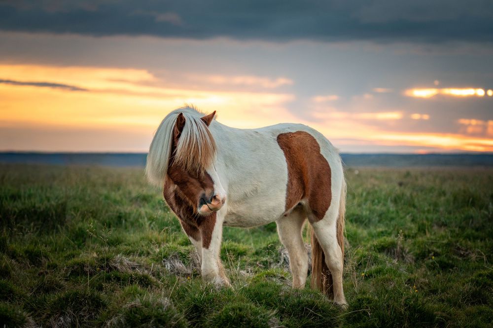 Wild Icelandic ponies grazing in a field during golden sunset.