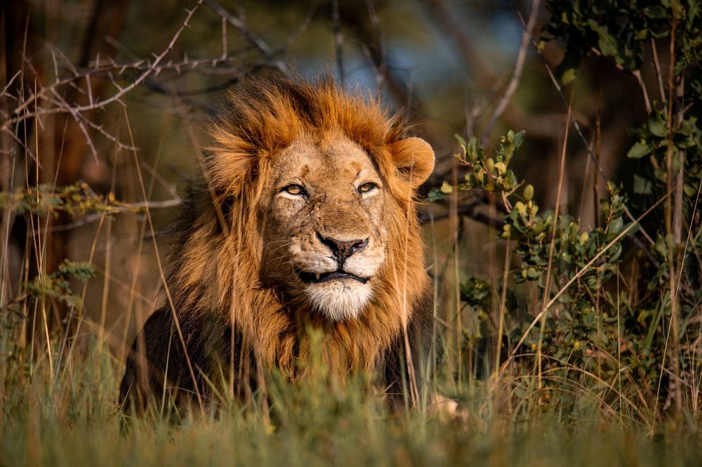 Three majestic male lions with full manes rest in the African savanna among green vegetation.