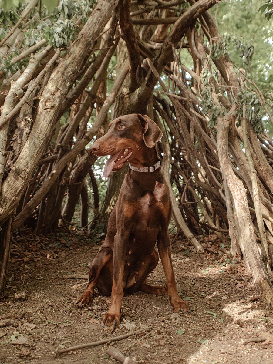 A majestic tan Doberman posing for her photo in a wooded Ipswich field.