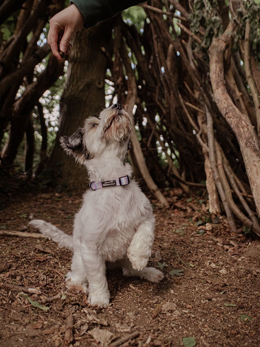 A spunky Jack Russell Terrier looking at the camera with a sweet pose in a scenic Suffolk field.