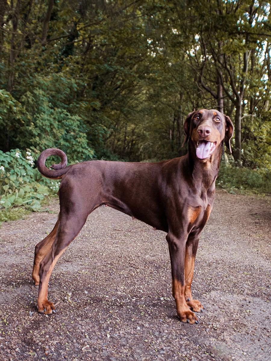 A majestic tan Doberman posing for her photo in a wooded Ipswich field.