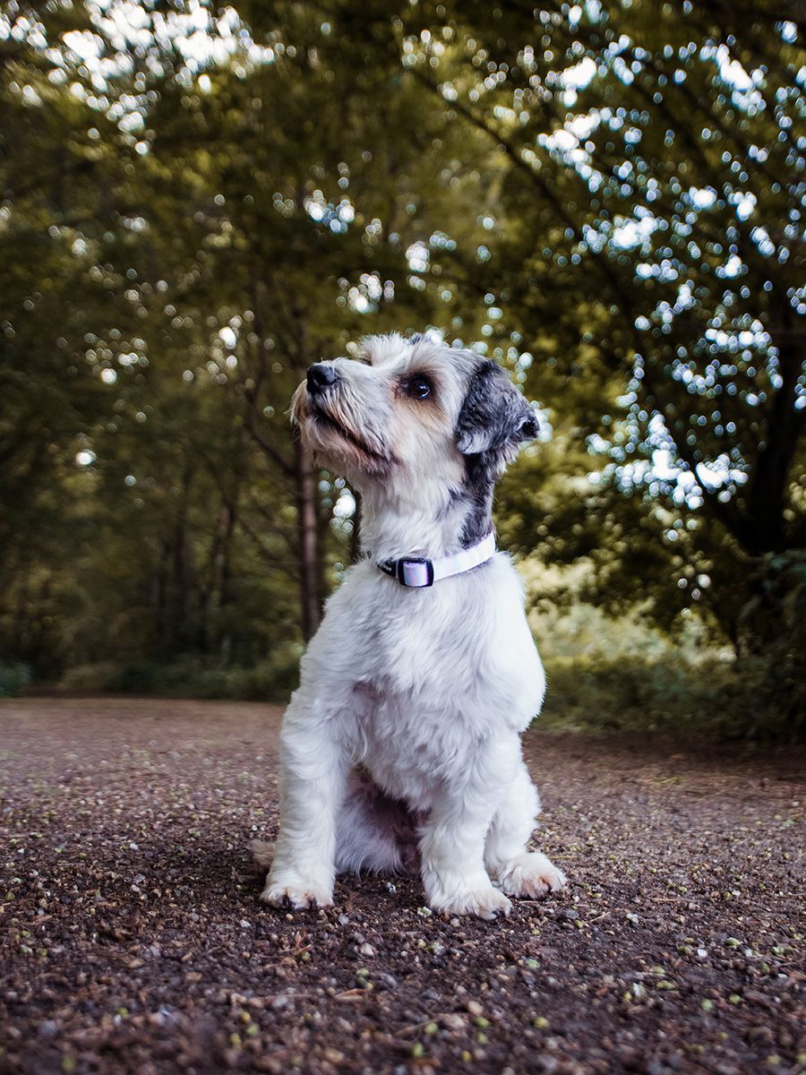 A spunky Jack Russell Terrier looking at the camera with a sweet pose in a scenic Suffolk field.
