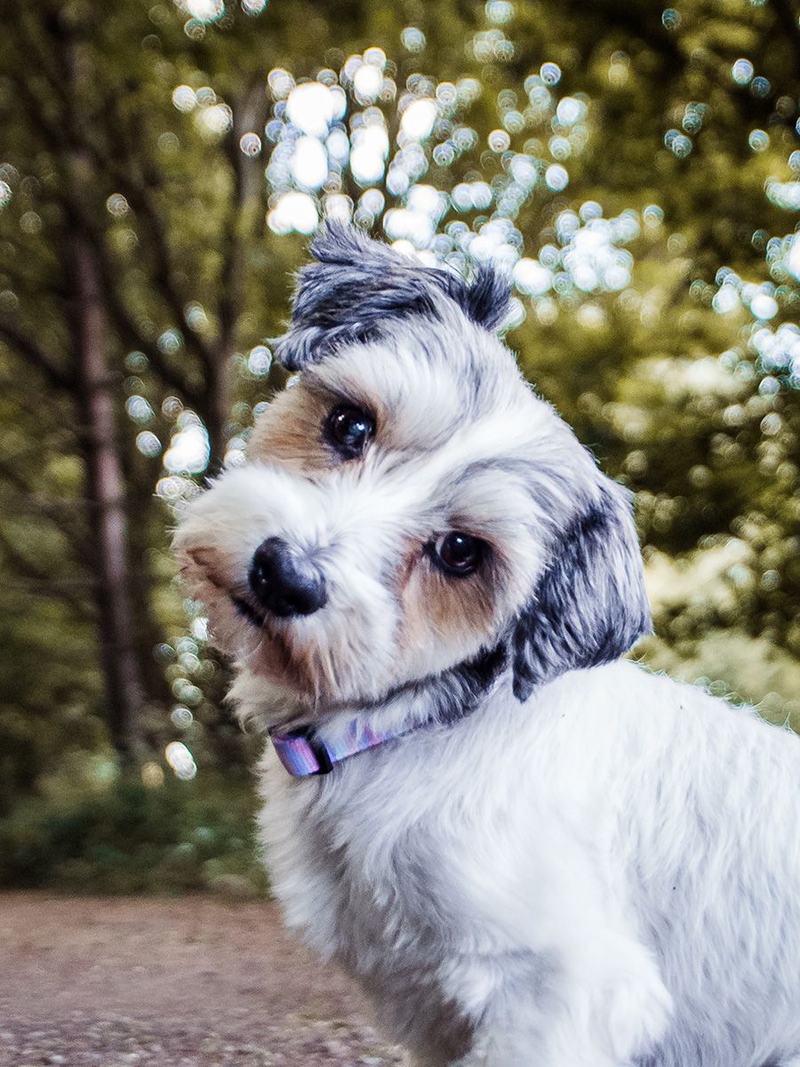 A spunky Jack Russell Terrier looking at the camera with a cute head tilt in a scenic Suffolk field.