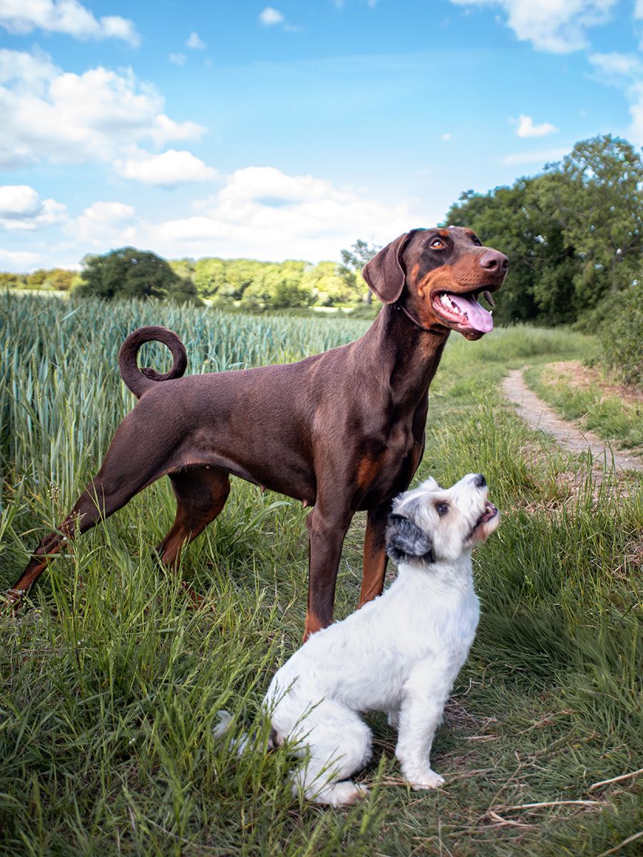 A majestic tan Doberman and a white Jack Russell Terrier sitting together in a sun-drenched Ipswich field.
