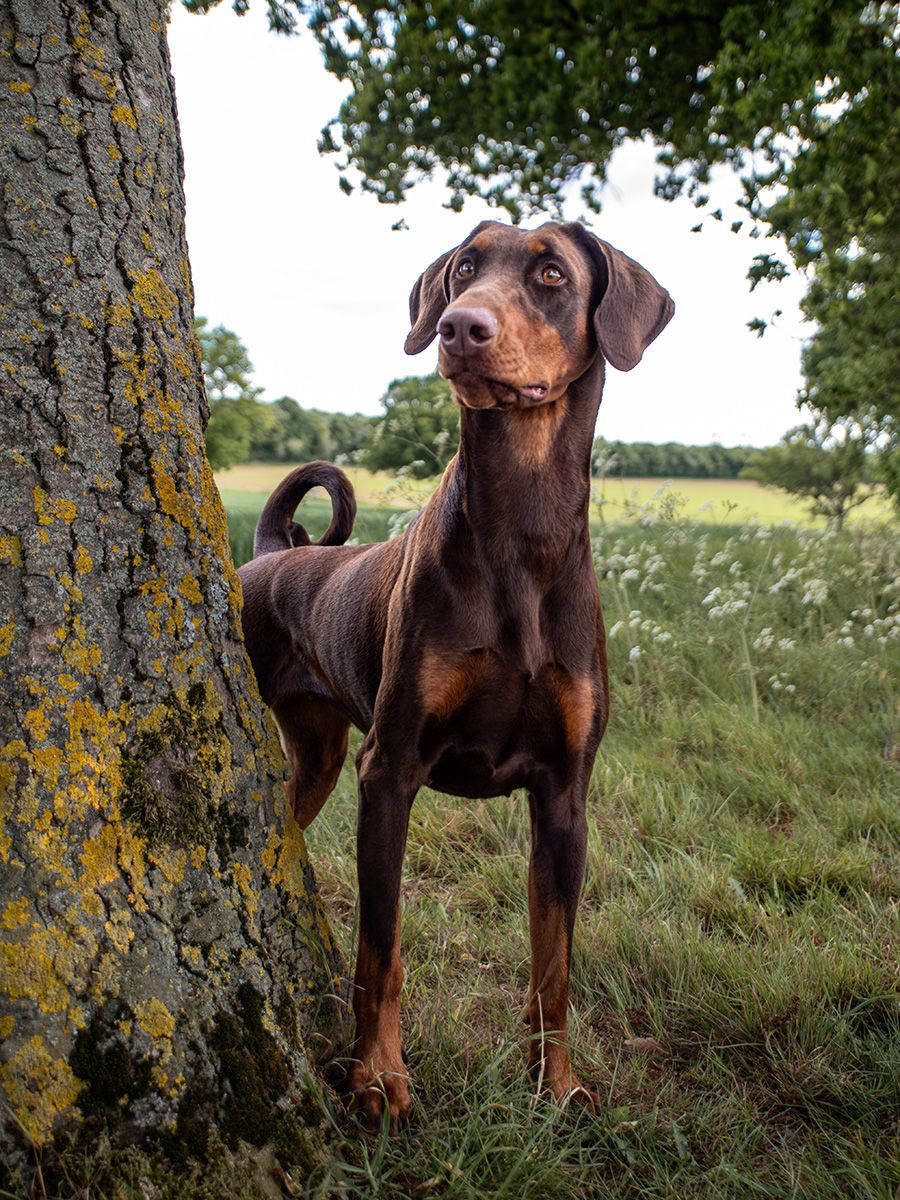 A majestic tan Doberman posing for her photo in a wooded Ipswich field.
