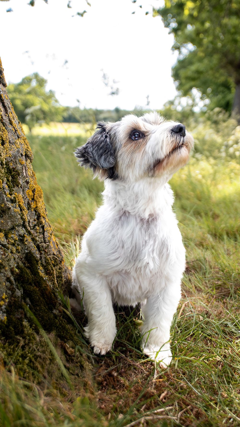 A spunky Jack Russell Terrier looking at the camera with a sweet pose in a scenic Suffolk field.