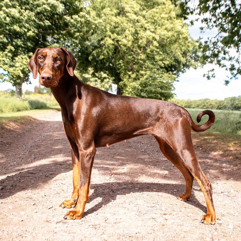 A majestic tan Doberman posing for her photo in a wooded Ipswich field.