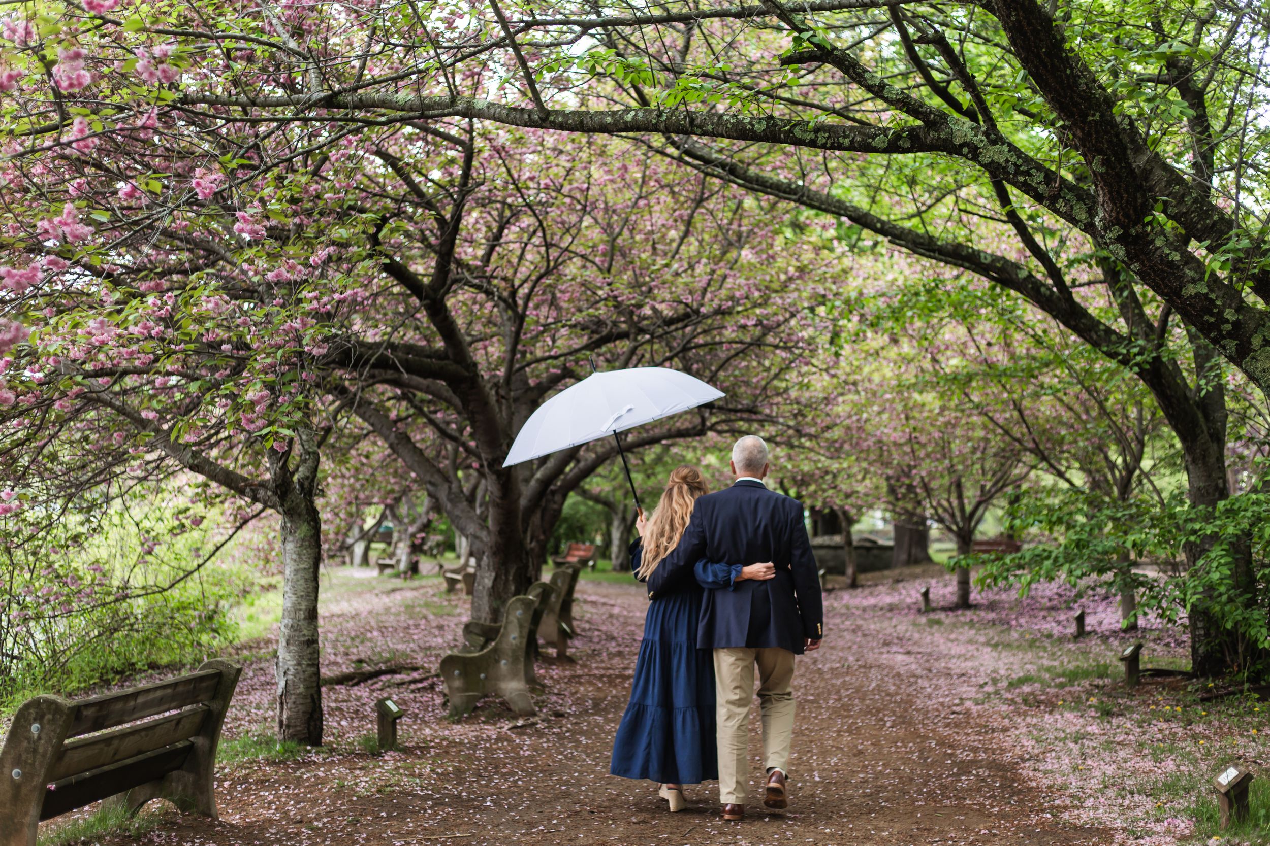Cherry blossom trees line a winding path in a serene garden setting during spring.