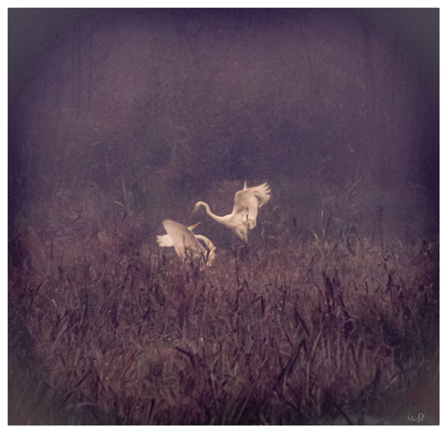 Rencontre avec la faune sauvage, instant naturel, photographie animalière