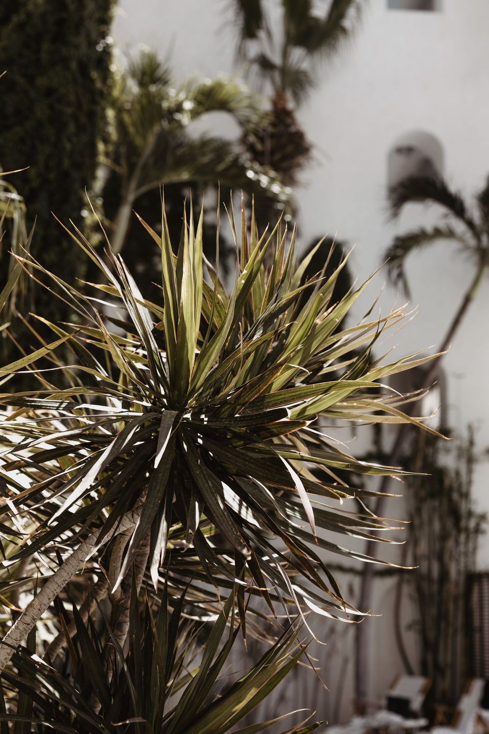 A spiky tropical yucca plant with long pointed leaves against a blurred background with palm trees.