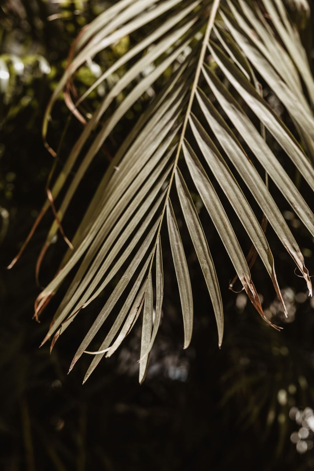 Close-up view of palm fronds with dark shadows creating a dramatic natural pattern against a blurred background.