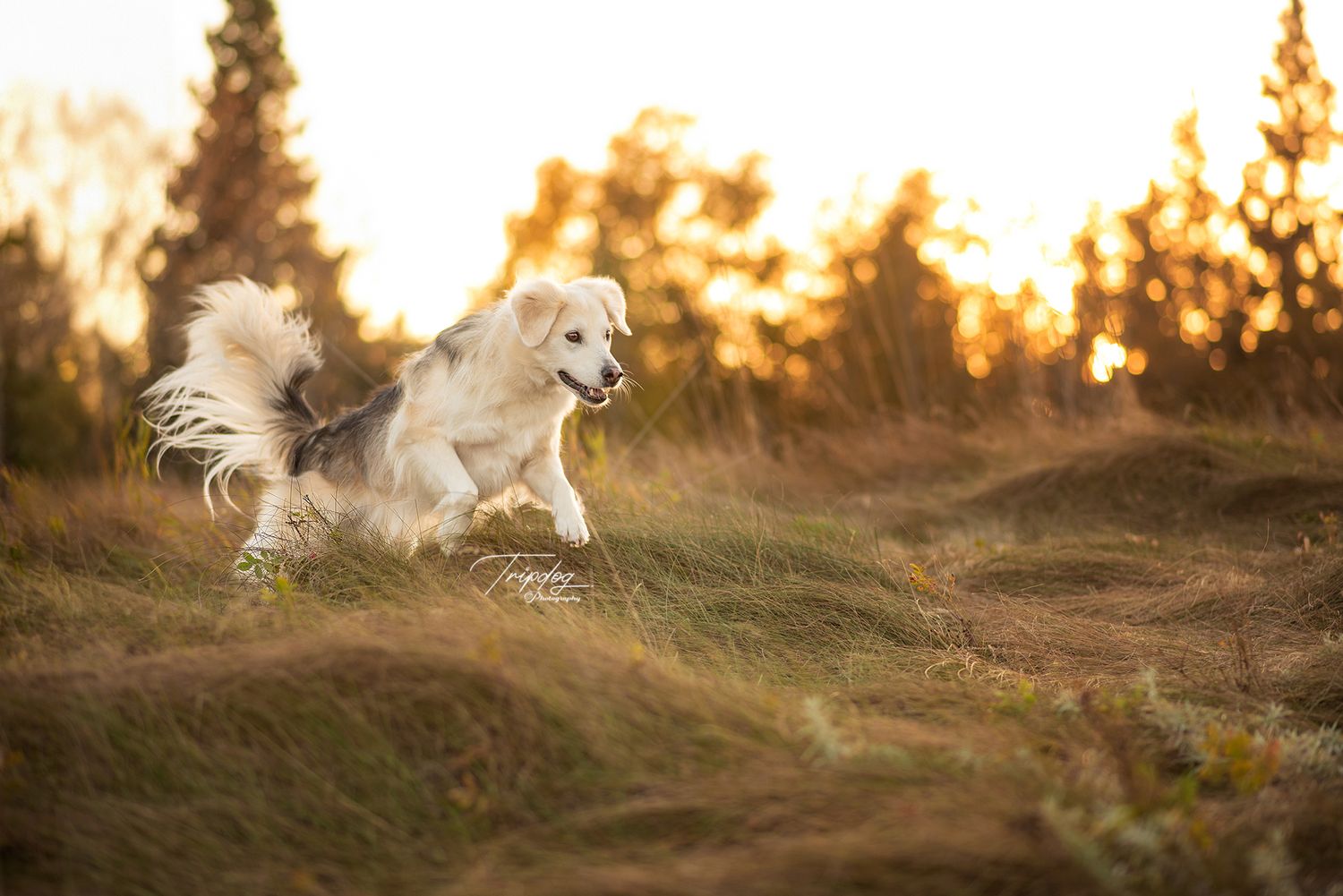 A fluffy white dog runs joyfully through golden grass fields at sunset with trees in the background.