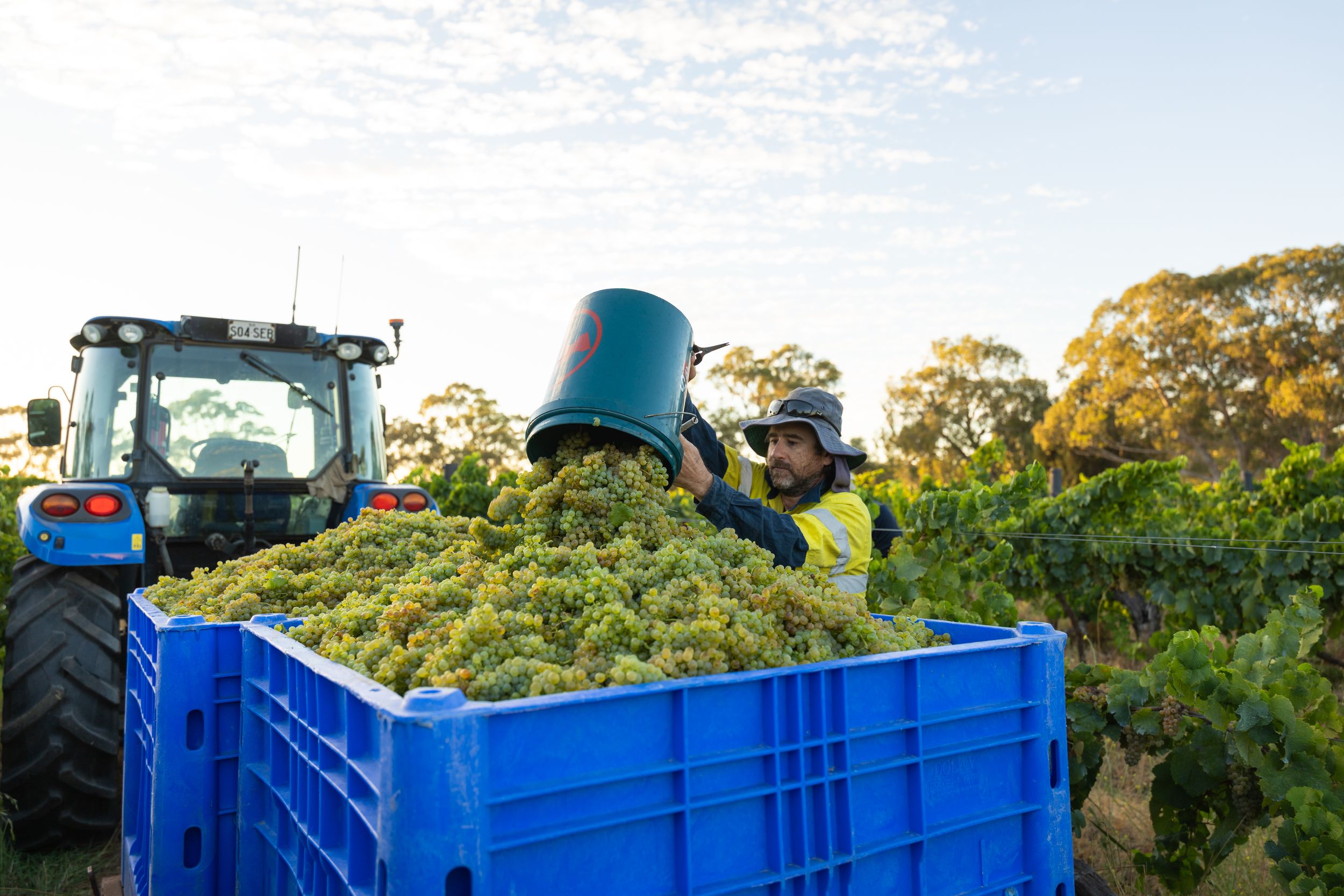 Grapes being loaded into bin beside tractor during vintage