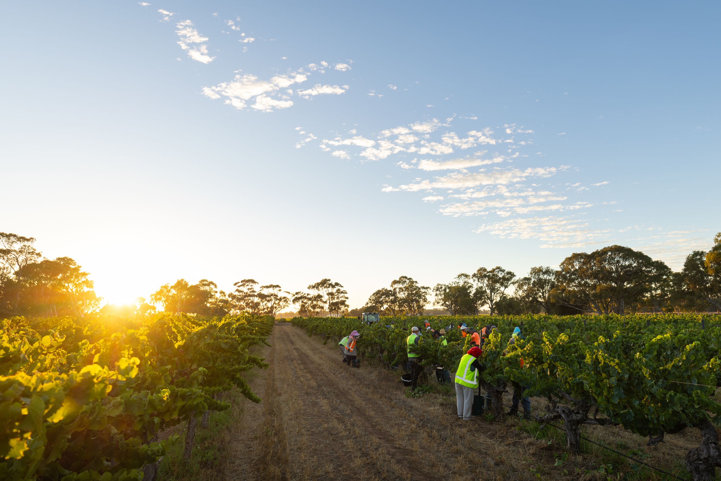 Sunrise over vineyard during grape harvest in South Australia