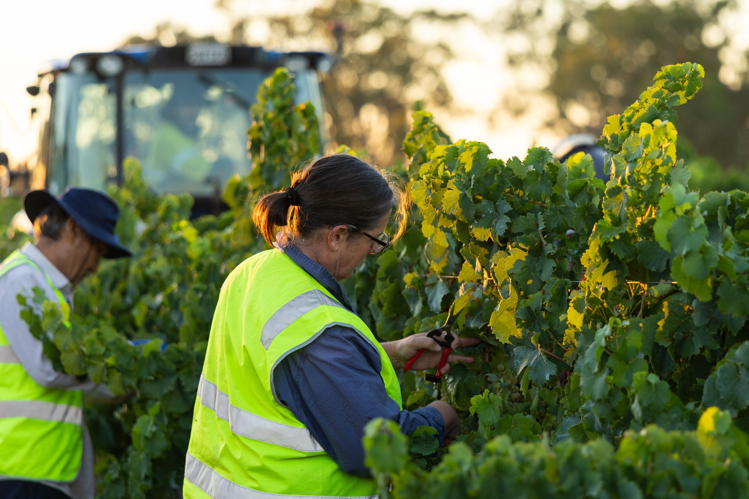 Close-up of vineyard workers hand picking grapes at harvest