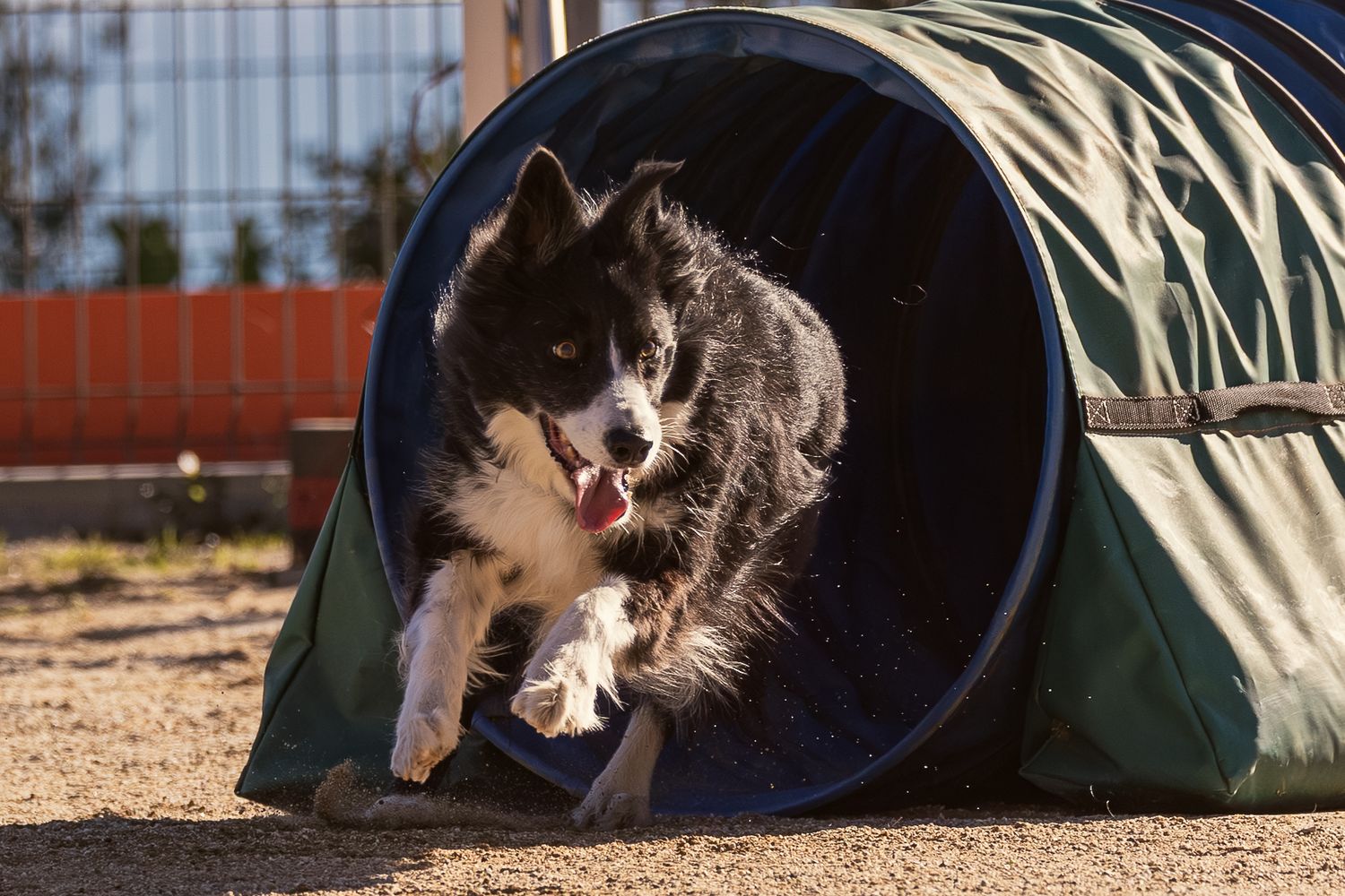 Perro atravesando túnel de agility en exterior. Fotografía canina en sesión de agility por Daniel Giménez Barcelona.