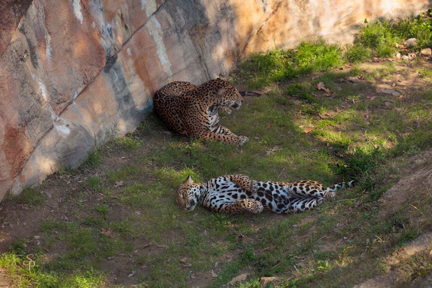 Two leopards resting in a shaded enclosure with rocky walls and patches of green grass on the ground.