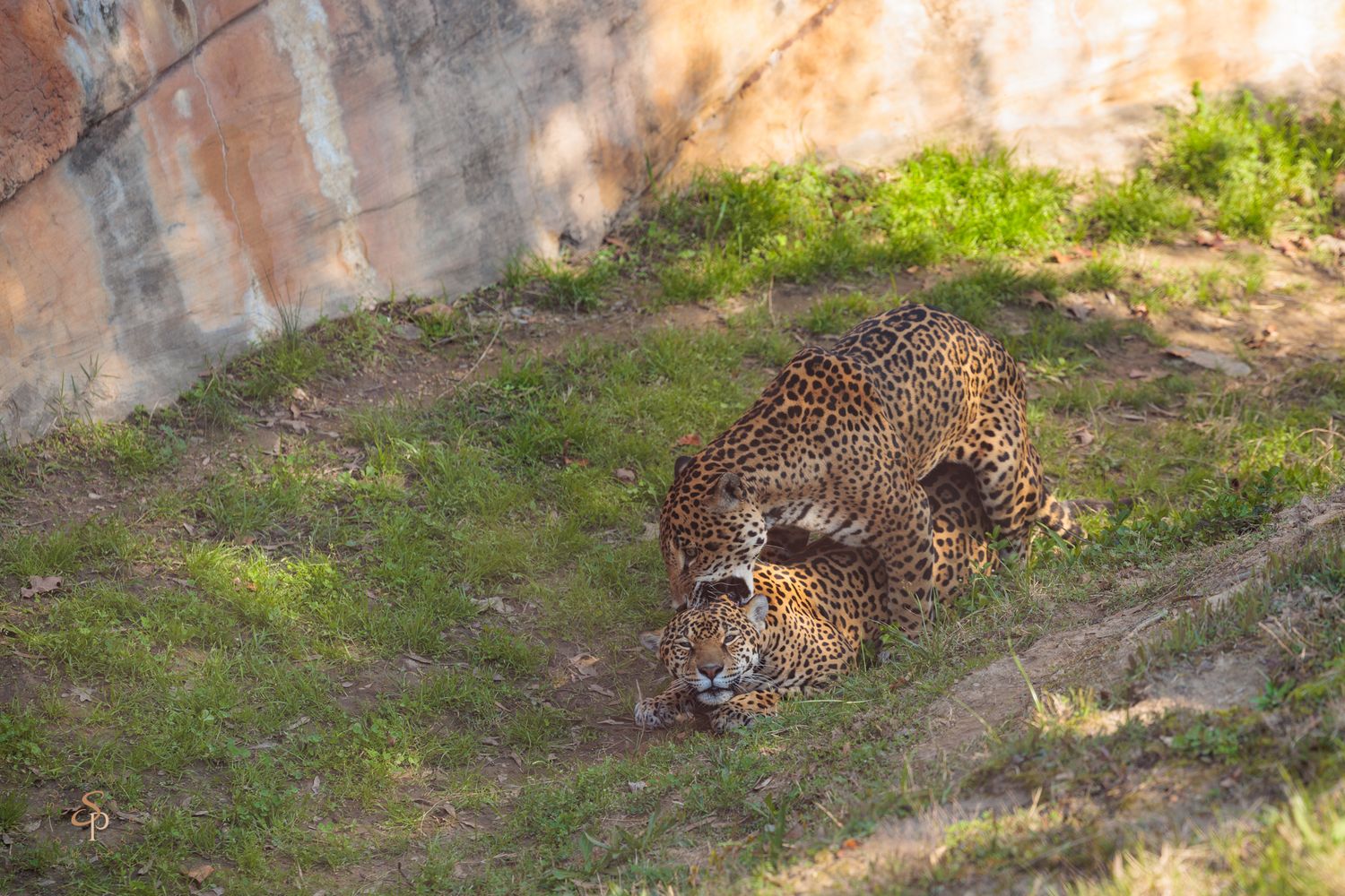 A cheetah stalking through grass and shadows in a natural outdoor habitat.