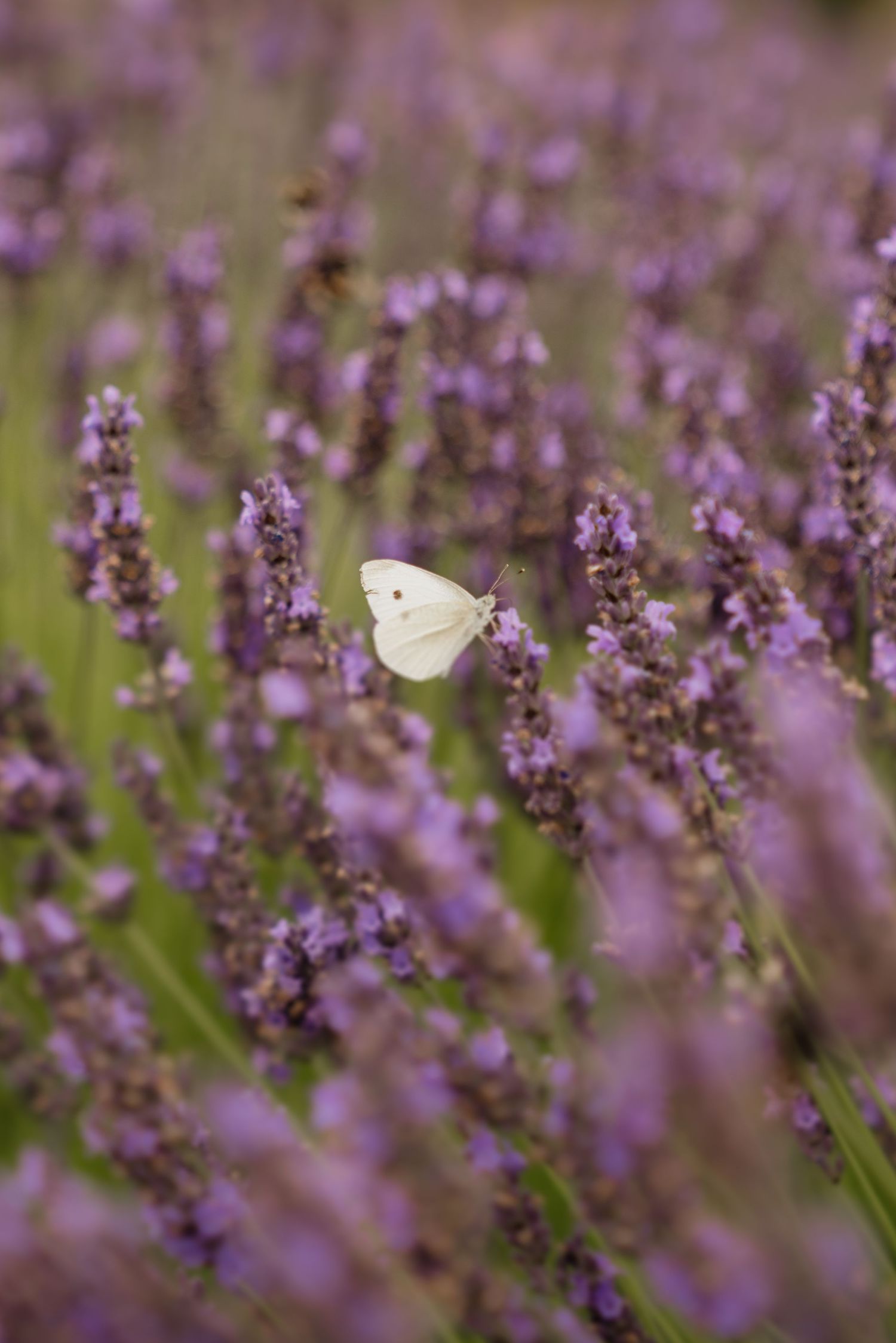 White butterfly resting on purple lavender flowers in a blooming field.