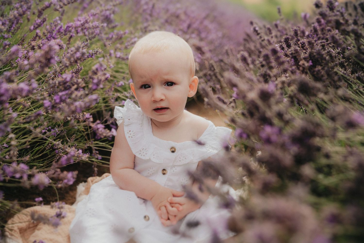 A baby girl in a white dress sits among blooming purple lavender flowers in a field.