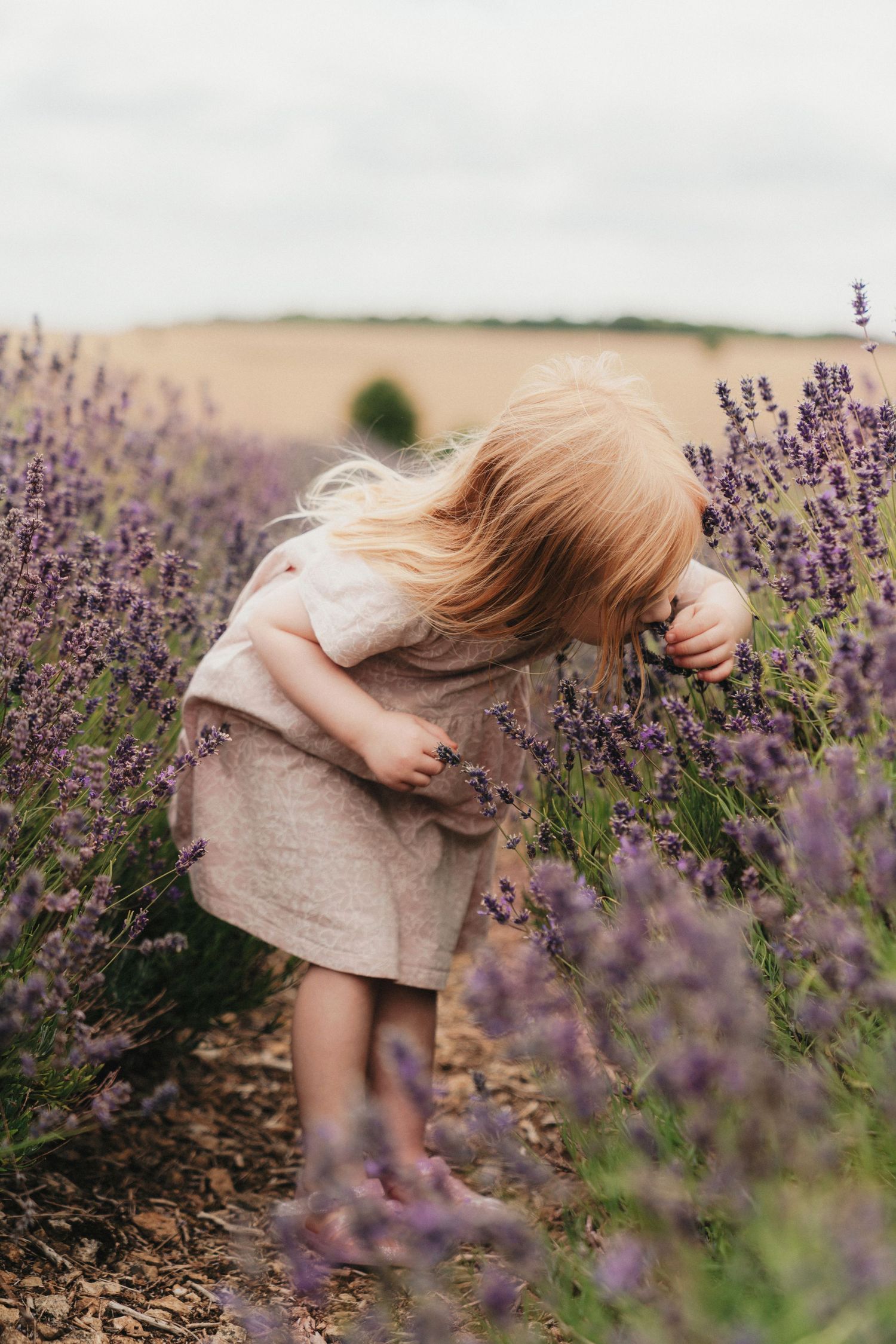 Young girl in linen dress smelling purple lavender flowers in a blooming field on a cloudy day.