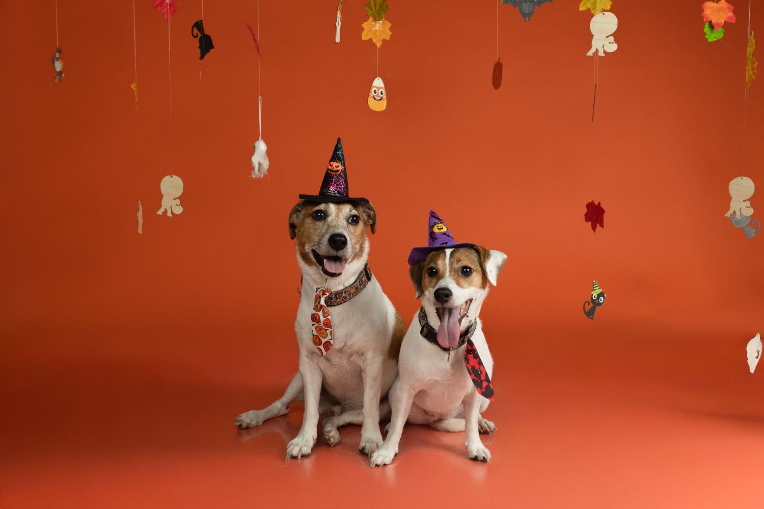 Dos perros con gorros de fiesta sobre fondo naranja. Sesión fotográfica temática de Halloween canina en estudio Barcelona.