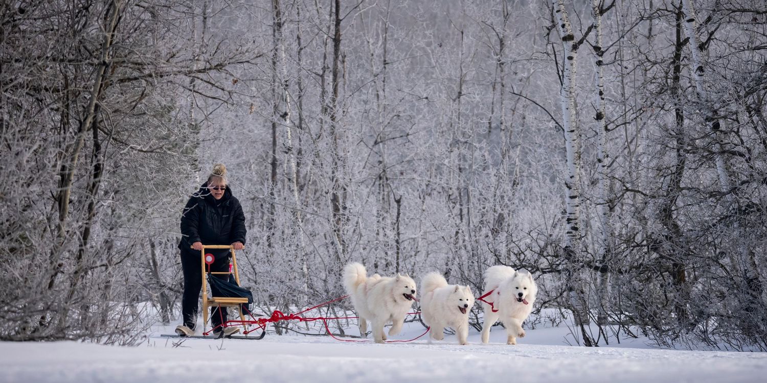 Three white Samoyed dogs pulling a sled through snowy winter landscape with birch trees in the background.